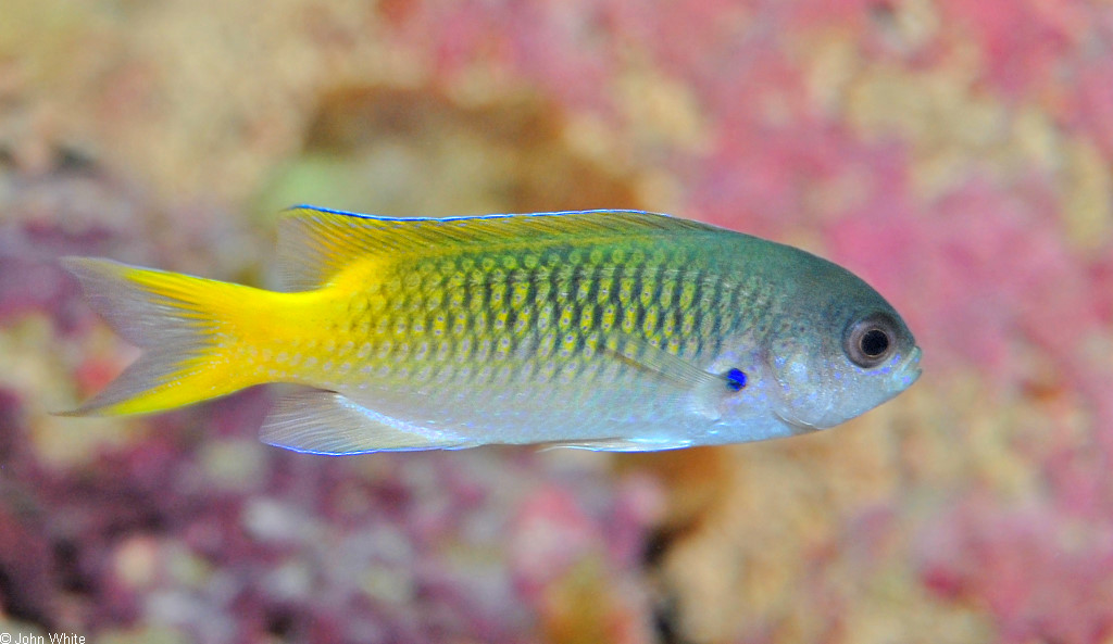 Pomachromis guamensis